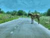 Ein Pferd auf der Strasse